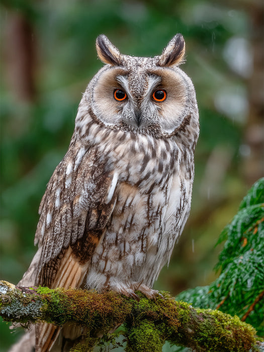 Waldohreule im grünen Wald - CALVENDO Foto-Puzzle'
