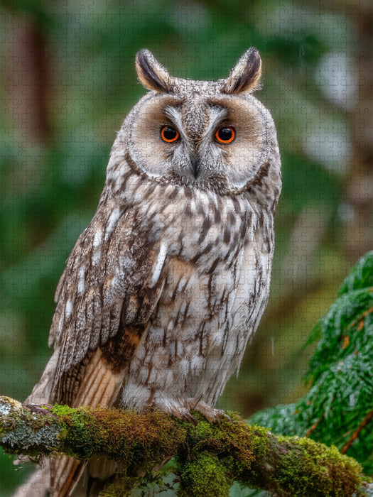 Waldohreule im grünen Wald - CALVENDO Foto-Puzzle'