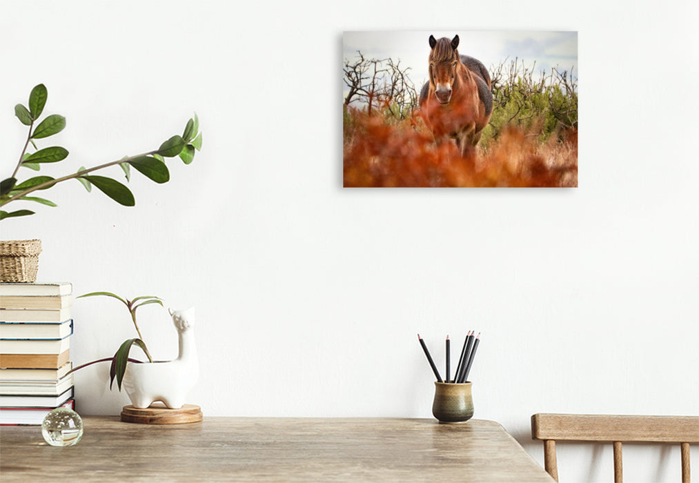 Premium Textil-Leinwand Exmoor Pony hinter leuchtendem Farn