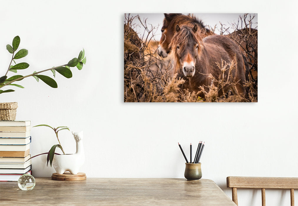 Premium Textil-Leinwand Wildes, rauhes Pferdeleben