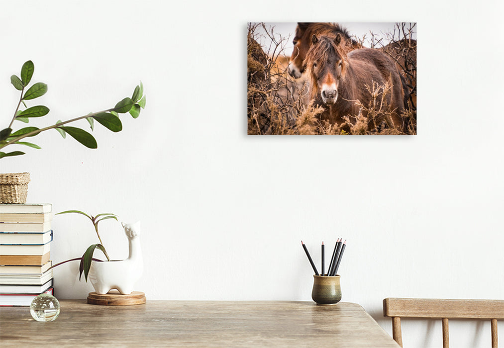 Premium Textil-Leinwand Wildes, rauhes Pferdeleben