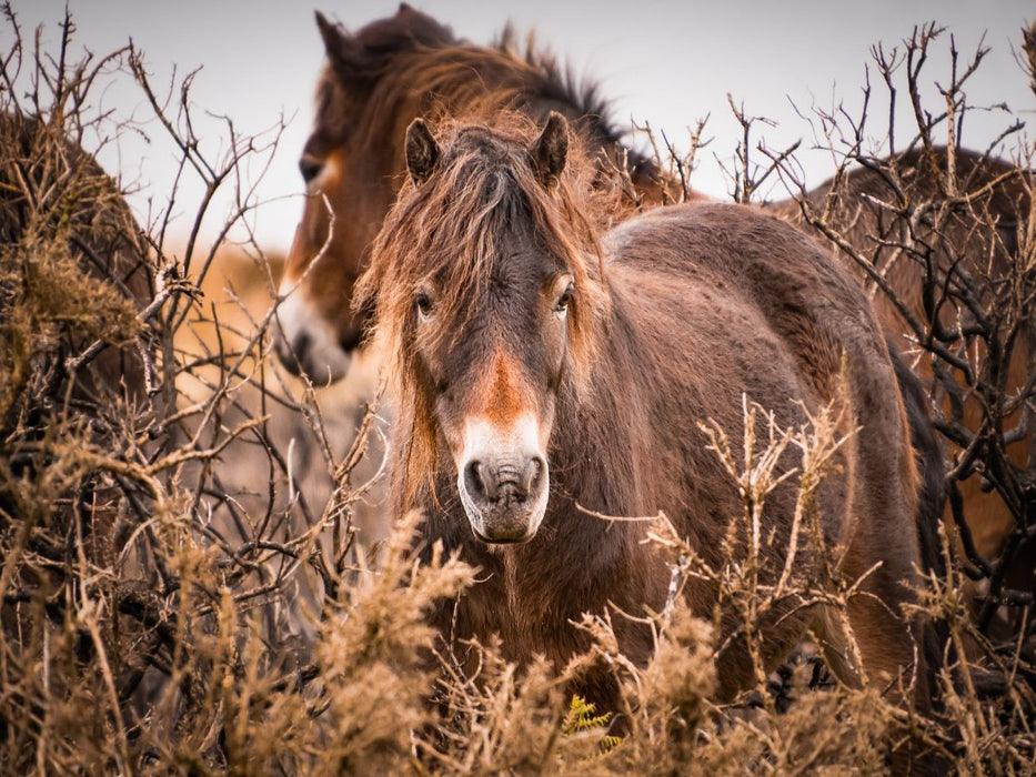 Wildes, rauhes Pferdeleben - CALVENDO Foto-Puzzle'