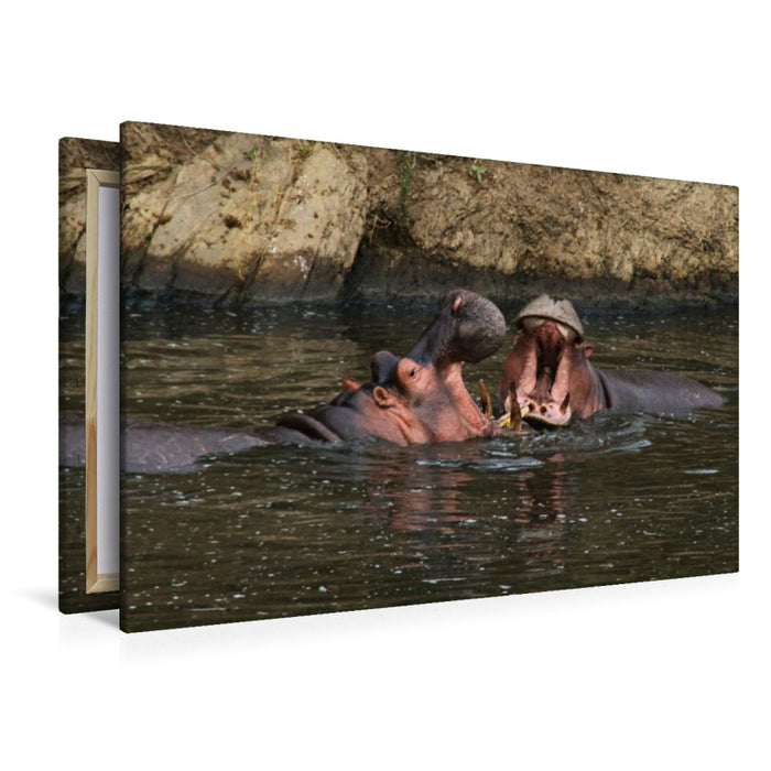 Premium Textil-Leinwand Flusspferde