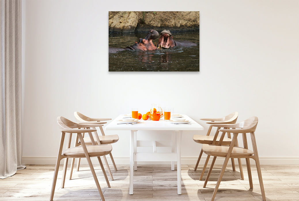 Premium Textil-Leinwand Flusspferde