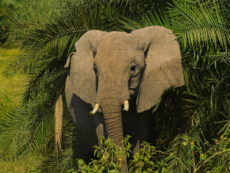 Elefant - CALVENDO Foto-Puzzle'