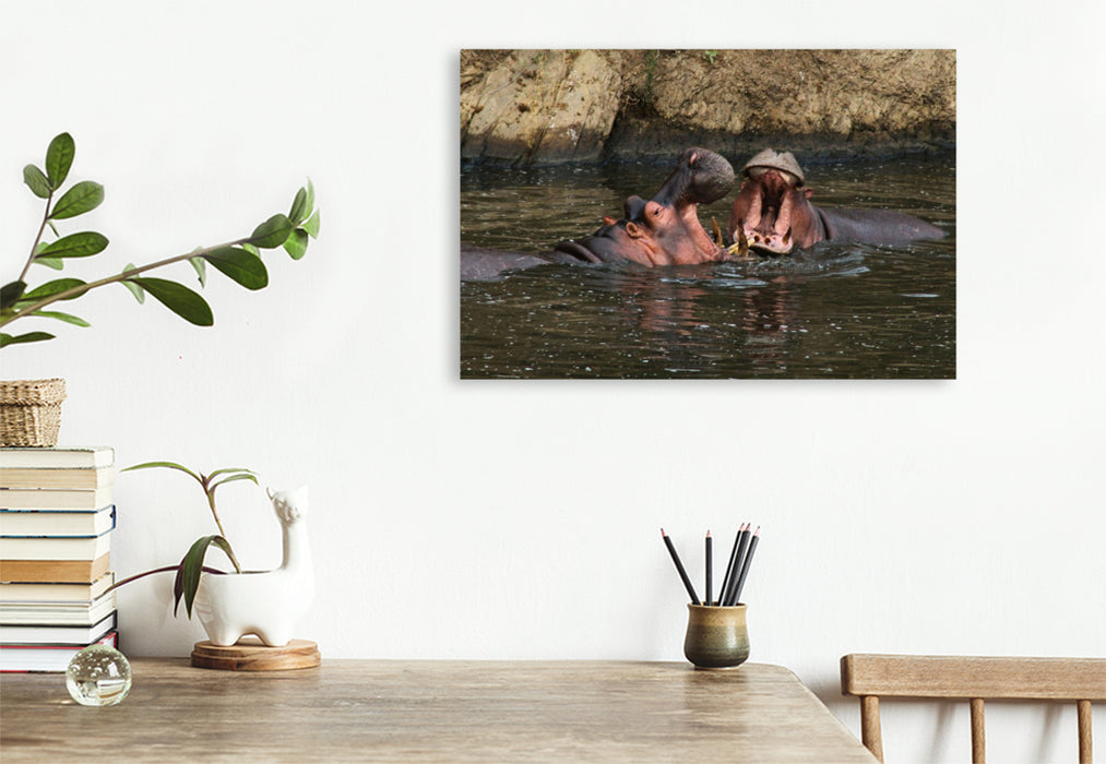 Premium Textil-Leinwand Flusspferde