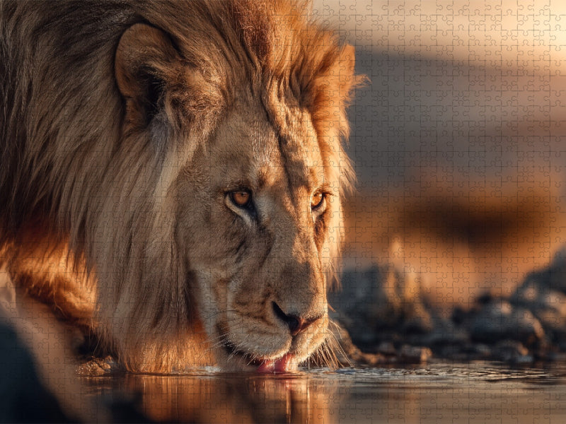 Der Löwe senkt den Kopf, um frisches Wasser zu trinken - CALVENDO Foto-Puzzle'