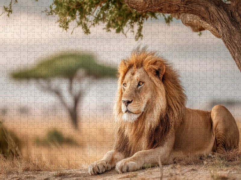Majestätischer Löwe in Afrika - CALVENDO Foto-Puzzle'