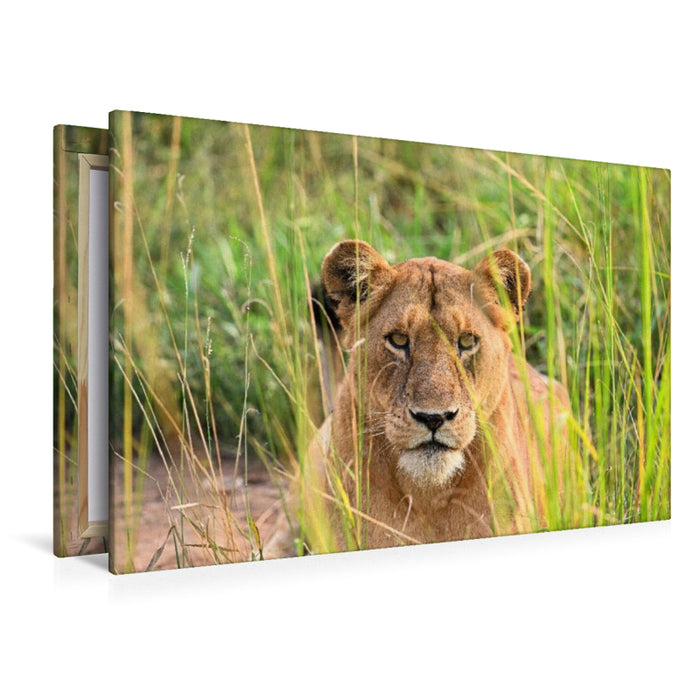 Premium Textil-Leinwand Löwe im hohen Gras in Uganda