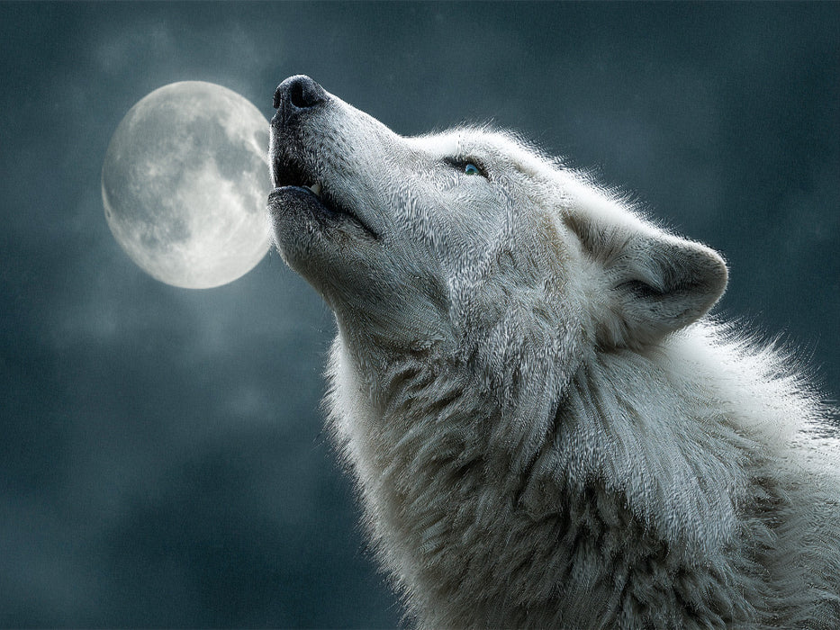 Heulender Wolf bei Vollmond - CALVENDO Foto-Puzzle'