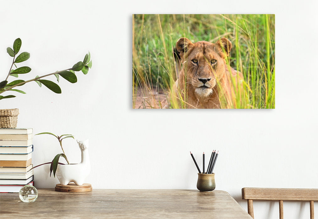 Premium Textil-Leinwand Löwe im hohen Gras in Uganda