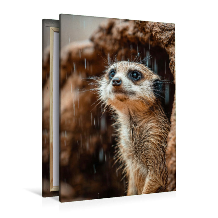 Premium Textil-Leinwand Erdmännchen im Regen mit neugierigem Blick