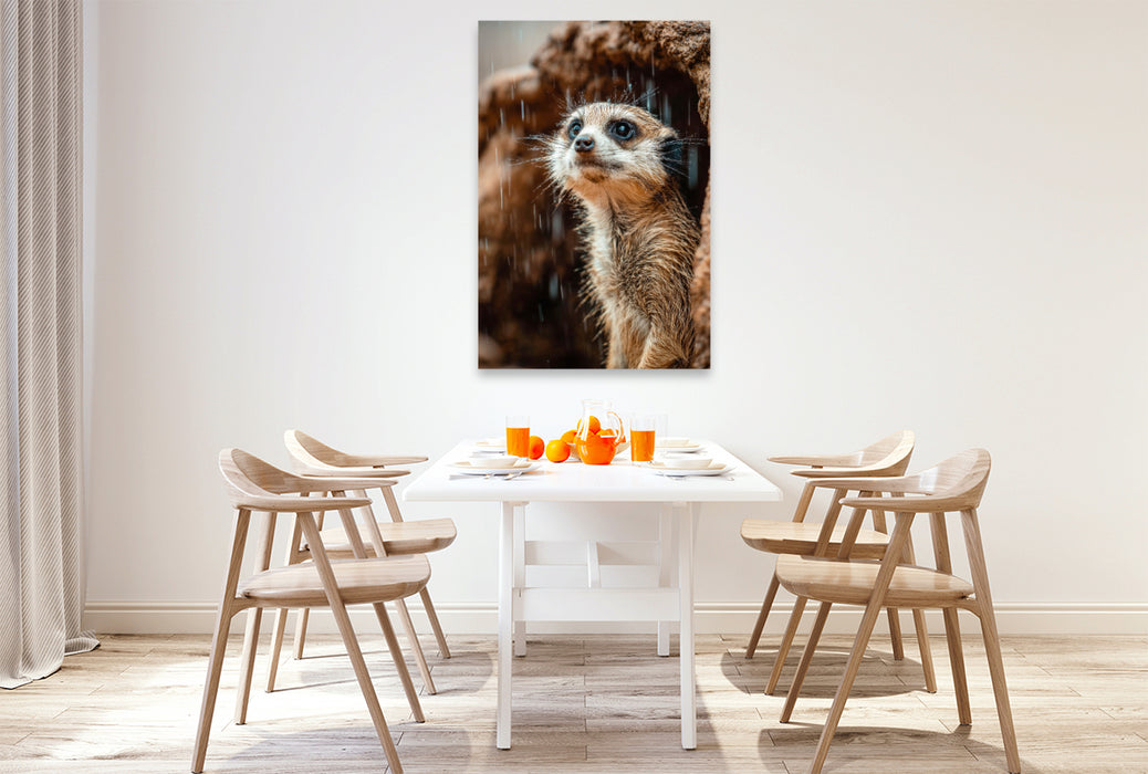 Premium Textil-Leinwand Erdmännchen im Regen mit neugierigem Blick