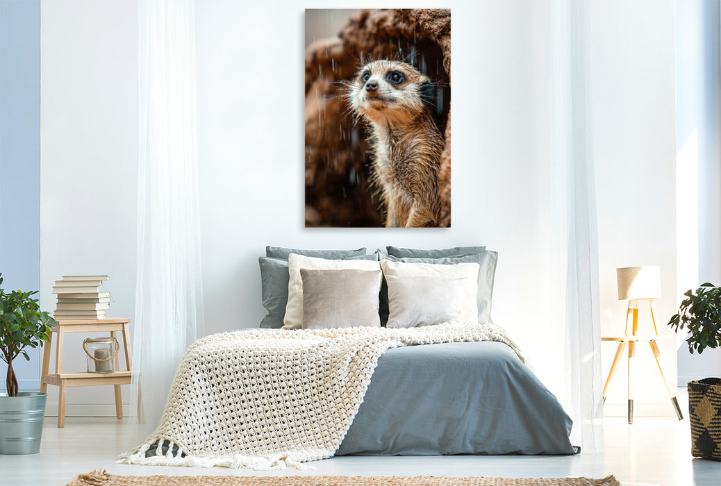 Premium Textil-Leinwand Erdmännchen im Regen mit neugierigem Blick