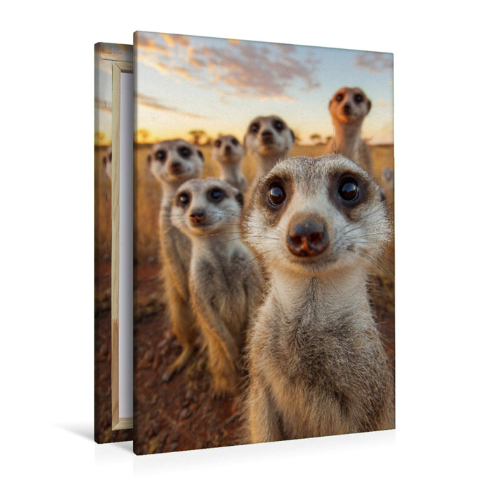 Premium Textil-Leinwand Erdmännchen Gruppe in der Savanne beim Sonnenuntergang