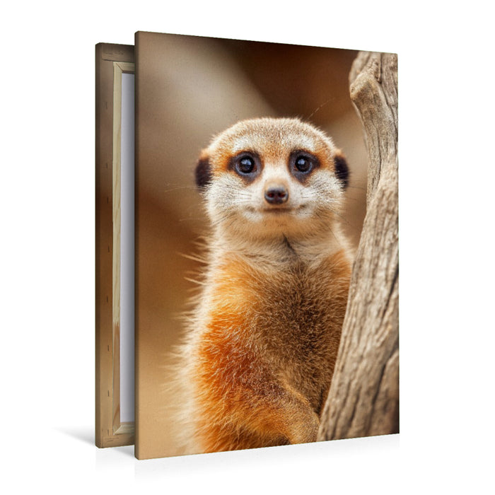 Premium Textil-Leinwand Süßes Erdmännchen mit großen Augen im Portrait