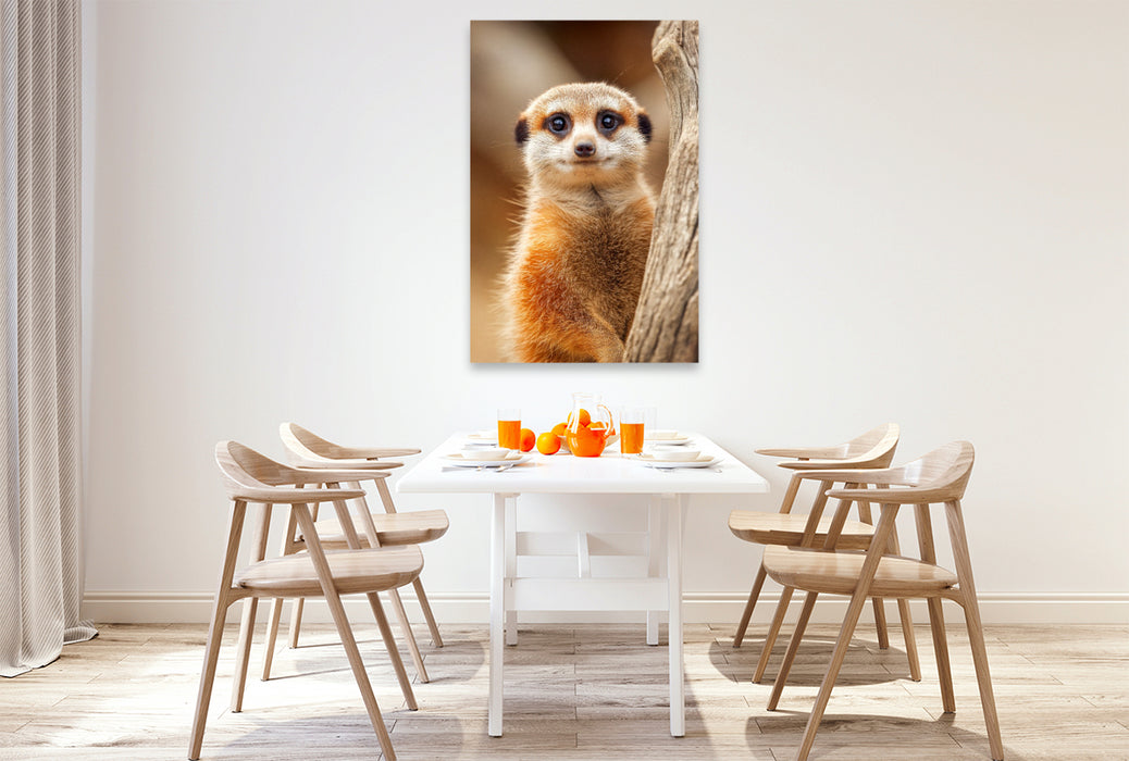 Premium Textil-Leinwand Süßes Erdmännchen mit großen Augen im Portrait