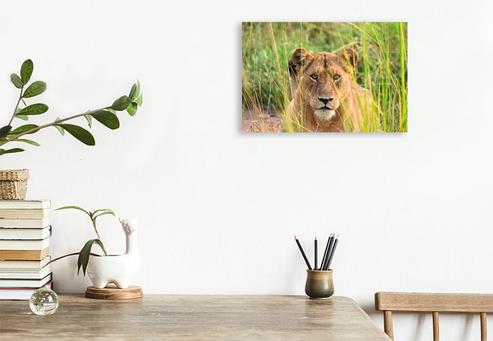 Premium Textil-Leinwand Löwe im hohen Gras in Uganda
