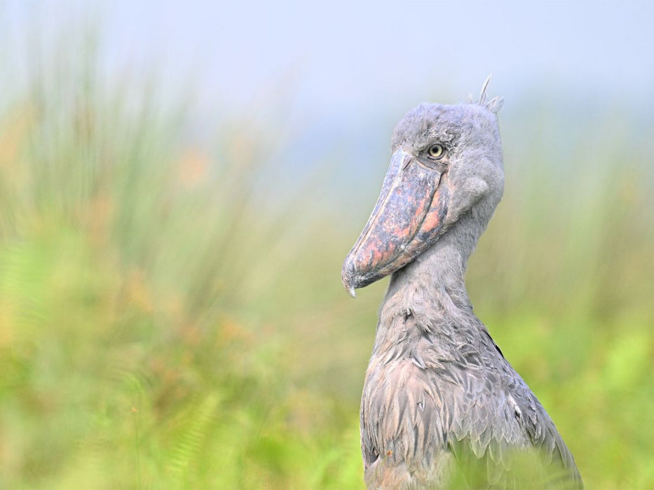 Schuhschnabel im Lake Victoria - CALVENDO Foto-Puzzle'