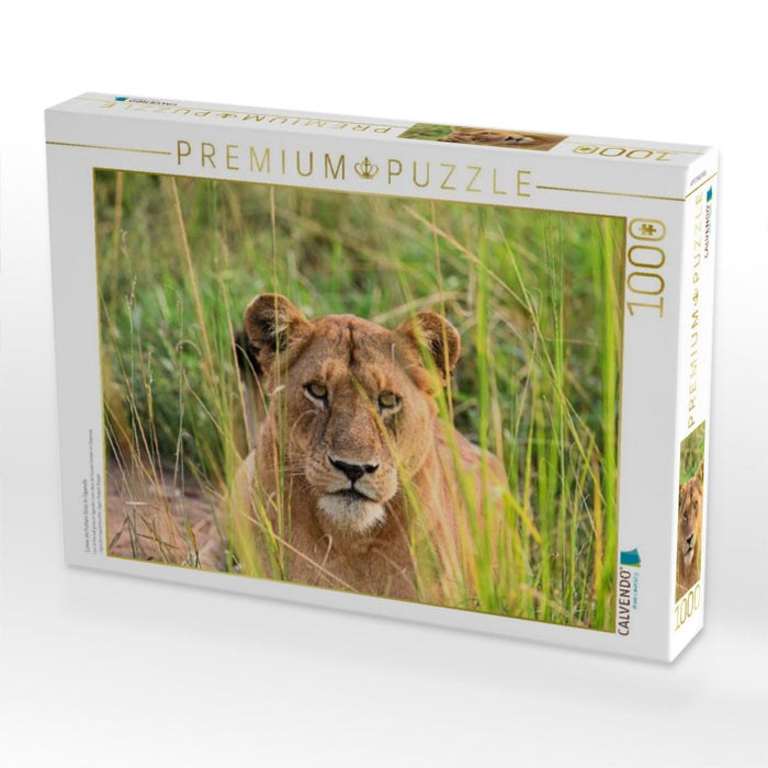 Löwe im hohen Gras in Uganda - CALVENDO Foto-Puzzle'