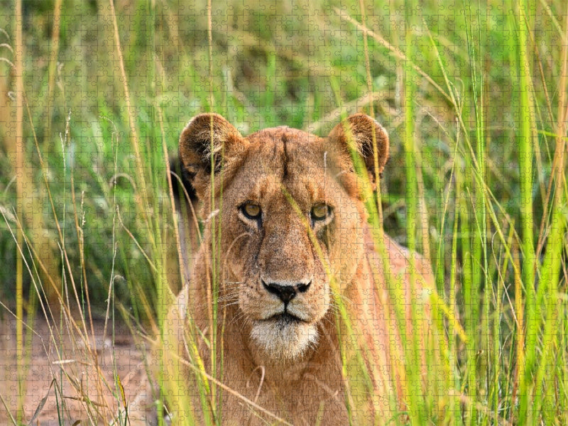 Löwe im hohen Gras in Uganda - CALVENDO Foto-Puzzle'