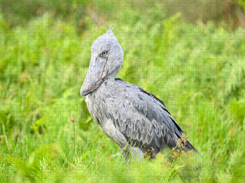 Schuhschnabel Storch im Lake Victoria - CALVENDO Foto-Puzzle'