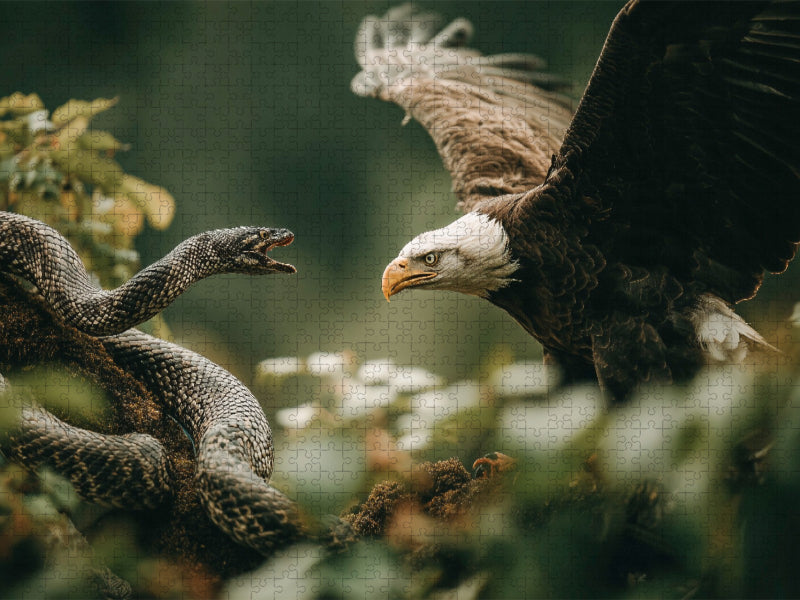 Weißkopfseeadler im Kampf mit einer Schlange - CALVENDO Foto-Puzzle'
