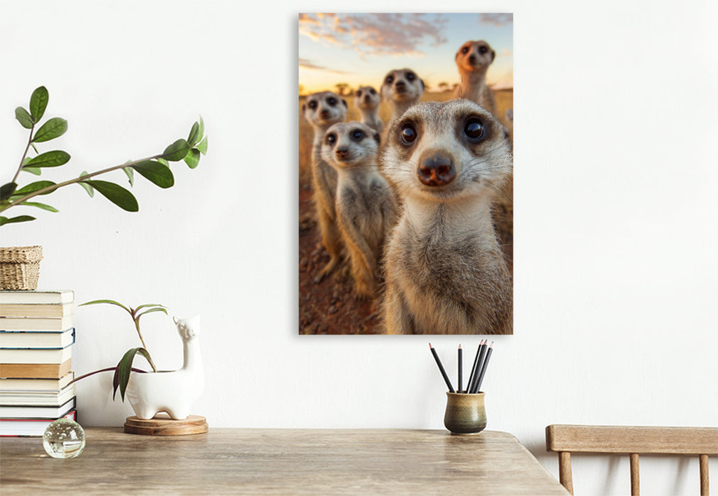 Premium Textil-Leinwand Erdmännchen Gruppe in der Savanne beim Sonnenuntergang
