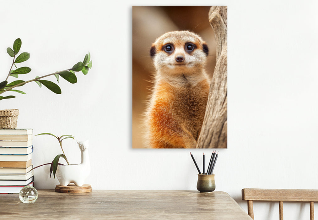 Premium Textil-Leinwand Süßes Erdmännchen mit großen Augen im Portrait