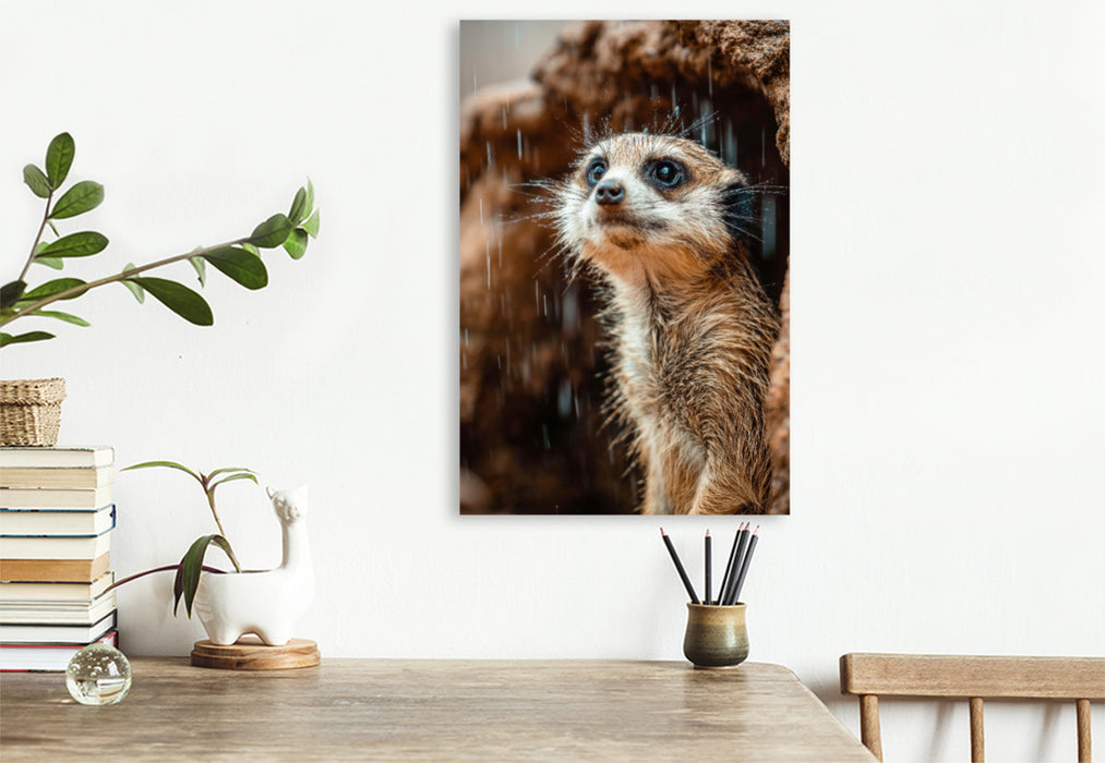 Premium Textil-Leinwand Erdmännchen im Regen mit neugierigem Blick