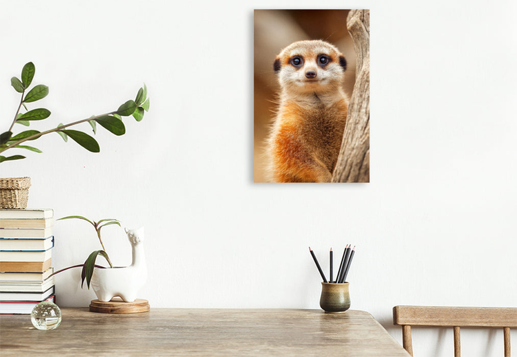 Premium Textil-Leinwand Süßes Erdmännchen mit großen Augen im Portrait