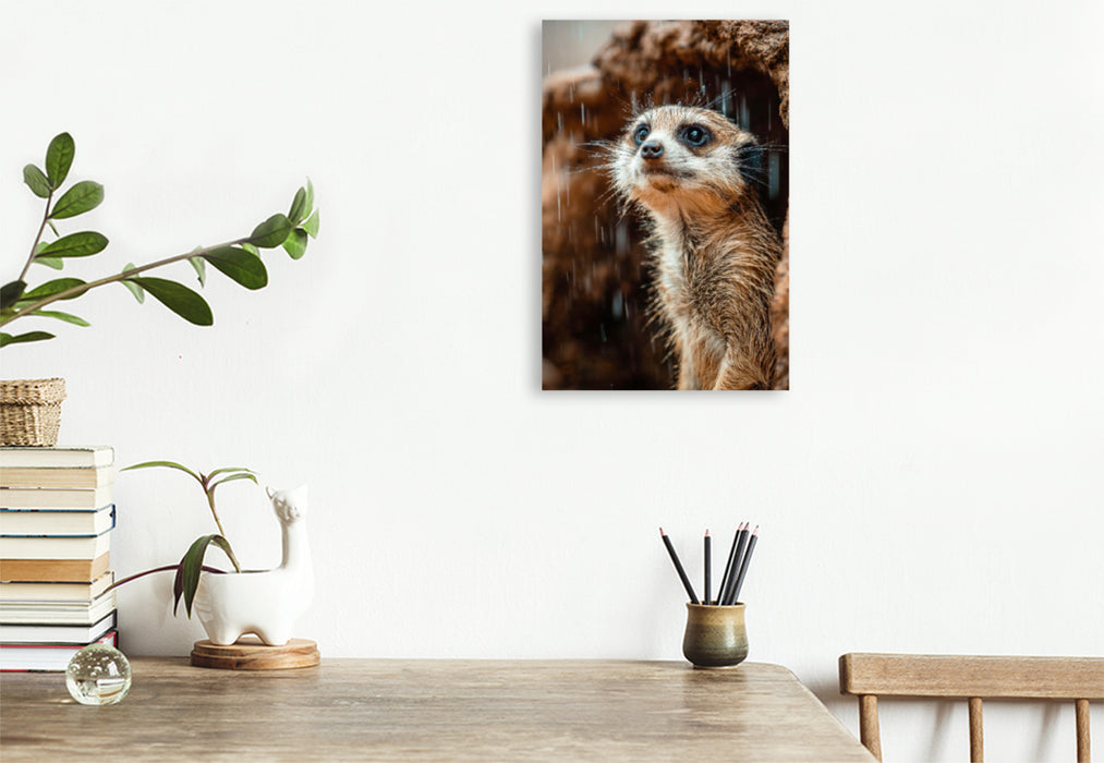 Premium Textil-Leinwand Erdmännchen im Regen mit neugierigem Blick