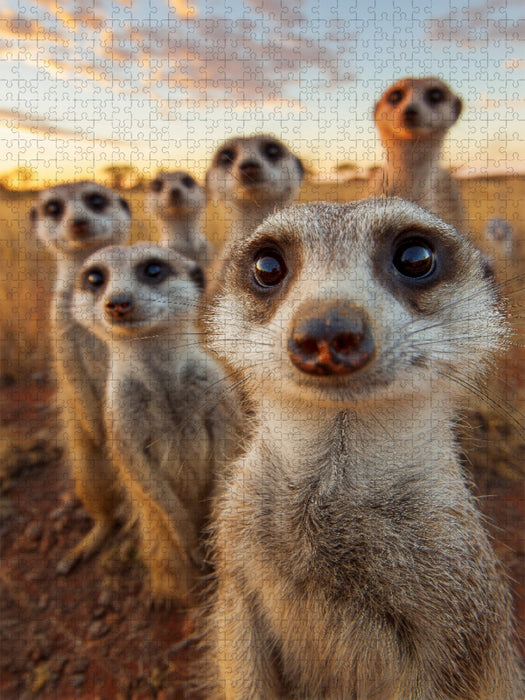 Erdmännchen Gruppe in der Savanne beim Sonnenuntergang - CALVENDO Foto-Puzzle'