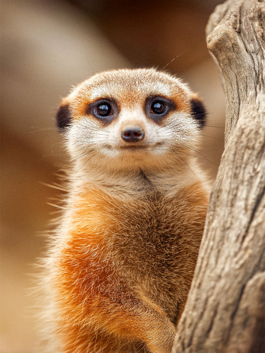 Süßes Erdmännchen mit großen Augen im Portrait - CALVENDO Foto-Puzzle'