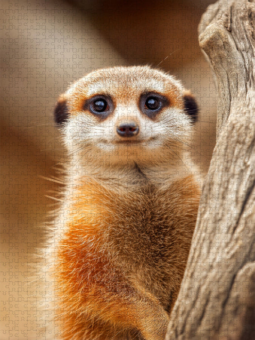 Süßes Erdmännchen mit großen Augen im Portrait - CALVENDO Foto-Puzzle'