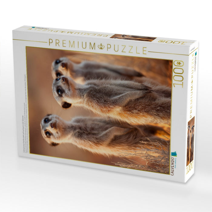 Erdmännchen Familie steht aufmerksam in der Savanne - CALVENDO Foto-Puzzle'