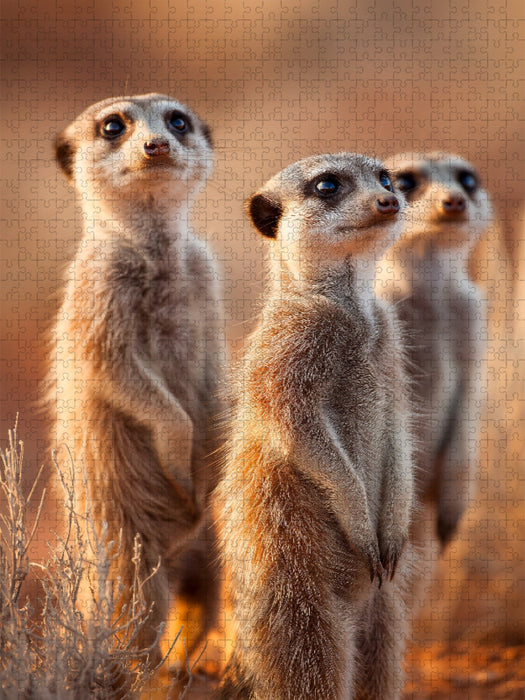 Erdmännchen Familie steht aufmerksam in der Savanne - CALVENDO Foto-Puzzle'