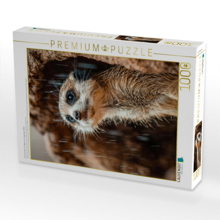 Erdmännchen im Regen mit neugierigem Blick - CALVENDO Foto-Puzzle'