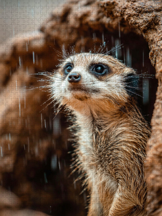 Erdmännchen im Regen mit neugierigem Blick - CALVENDO Foto-Puzzle'