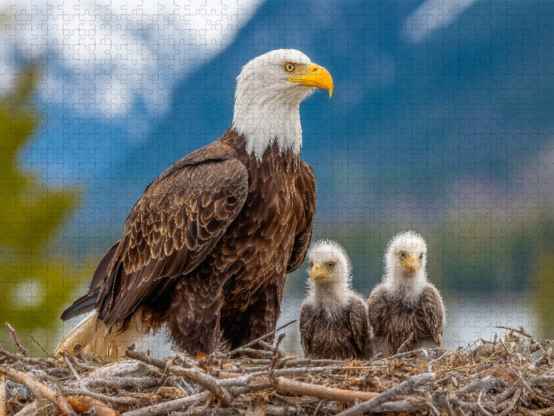 Weißkopfseeadler mit Jungvögeln im Nest vor Bergkulisse - CALVENDO Foto-Puzzle'