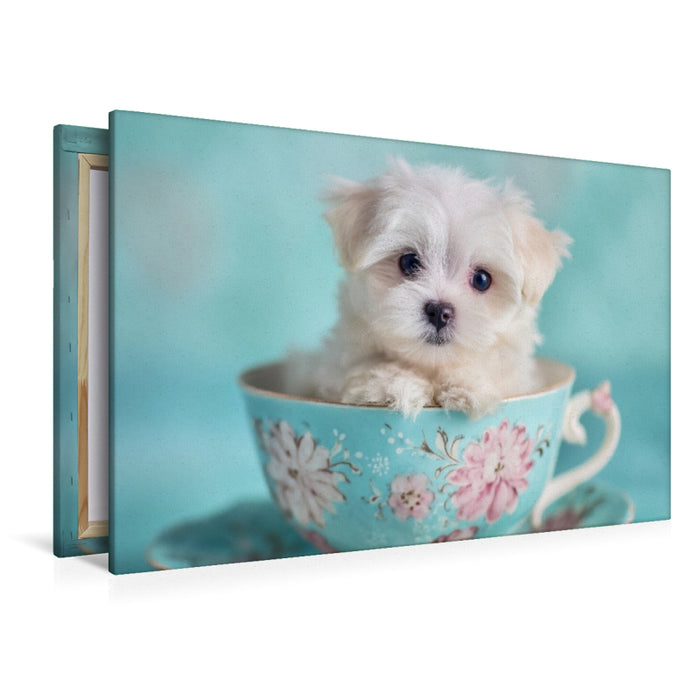Premium Textil-Leinwand Teacup Maltese, der kleine mit großer Wirkung