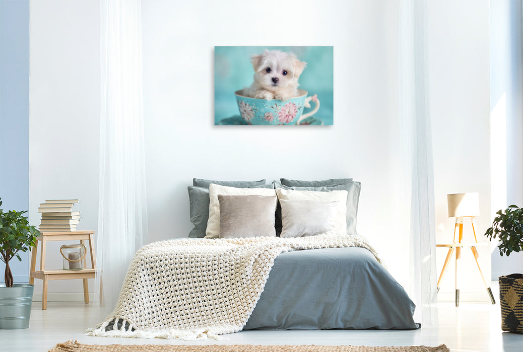 Premium Textil-Leinwand Teacup Maltese, der kleine mit großer Wirkung