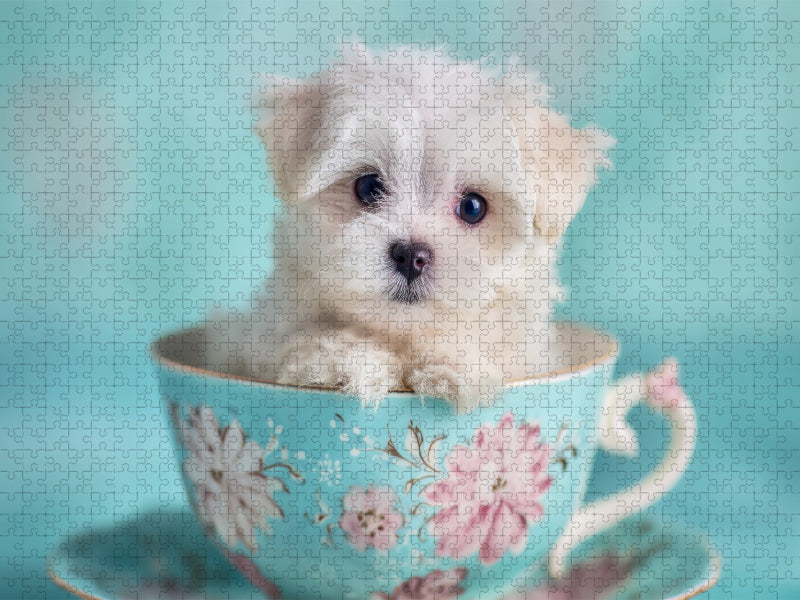 Teacup Maltese, der kleine mit großer Wirkung - CALVENDO Foto-Puzzle'