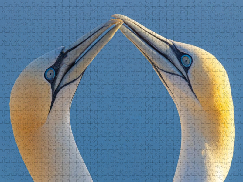 Zwei Basstölpel beim Schnäbeln - CALVENDO Foto-Puzzle'