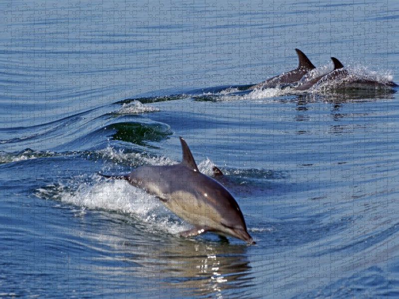 Delfine an der Westküste - CALVENDO Foto-Puzzle'