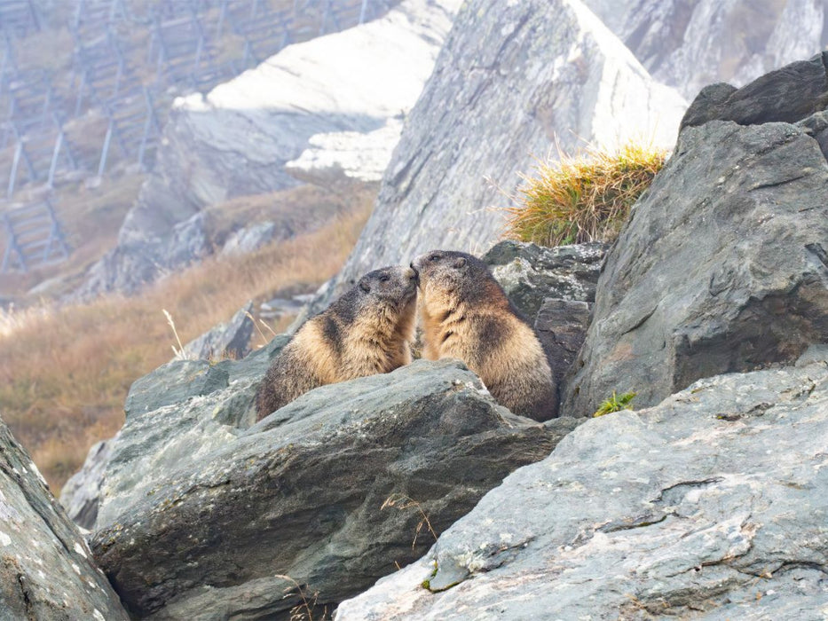 Alpenmurmeltiere - CALVENDO Foto-Puzzle'