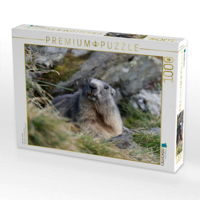 Alpenmurmeltier - CALVENDO Foto-Puzzle'