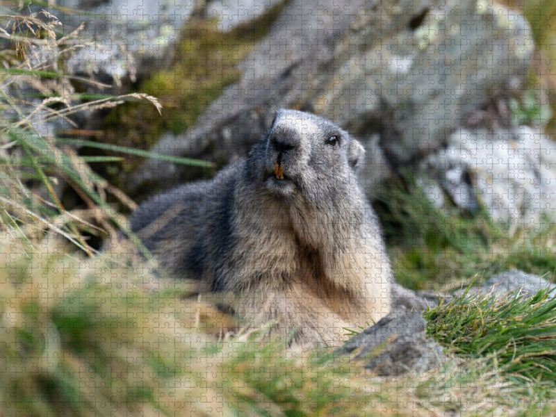 Alpenmurmeltier - CALVENDO Foto-Puzzle'