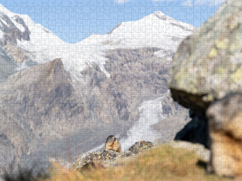 Alpenmurmeltier - CALVENDO Foto-Puzzle'
