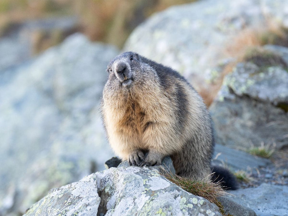 Alpenmurmeltier - CALVENDO Foto-Puzzle'